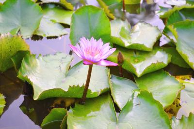 Прикрепленное изображение: _DSC0110.JPG